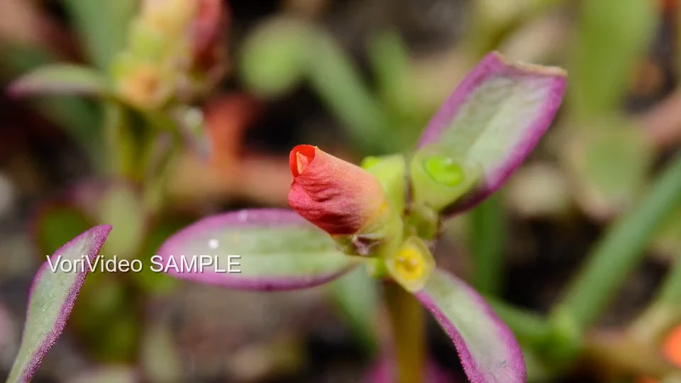 The same flower clip plays twice: first with a self-made watermark, then without it